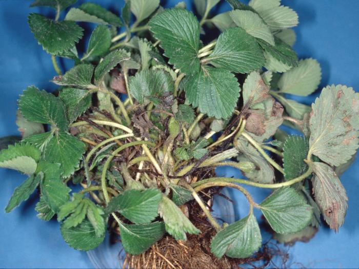 Fraise - Maladie des collets multiples du fraisier