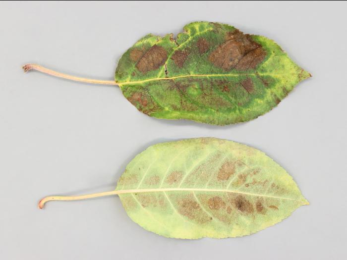 Pomme - Phytoplasme de la jaunisse de l'aster_6