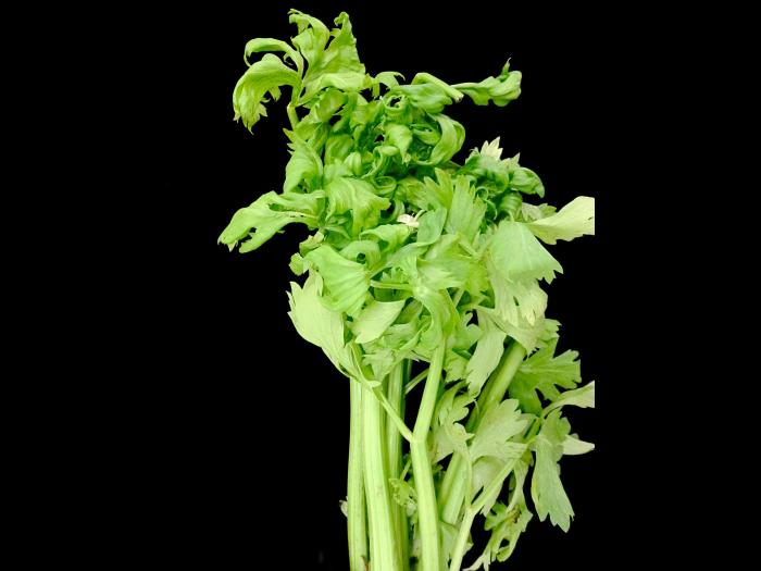 Céleri - Phytoplasme de la jaunisse de l'aster