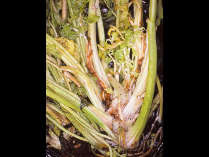 Céleri - Phytoplasme de la jaunisse de l'aster