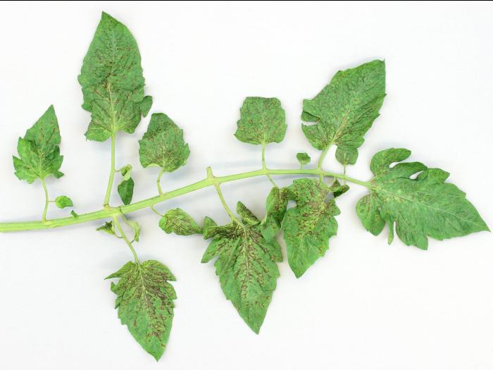 Tomate - Virus de la maladie bronzée de la tomate (TSWV)