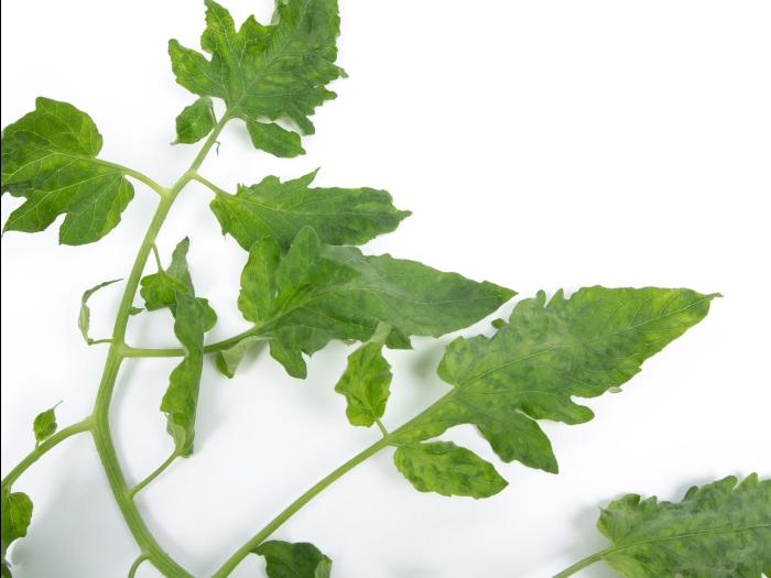 Tomate - Virus du fruit brun rugueux de la tomate (ToBRFV)