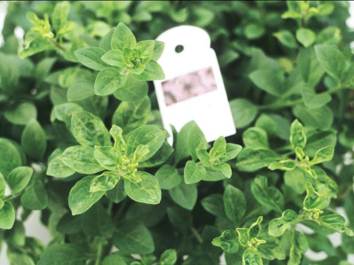 Pétunias - Virus de la mosaïque du concombre (CMV)