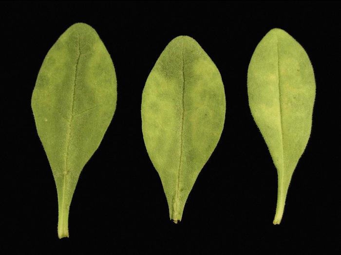 Calibrachoas - Virus de la mosaïque de la tomate (ToMV)