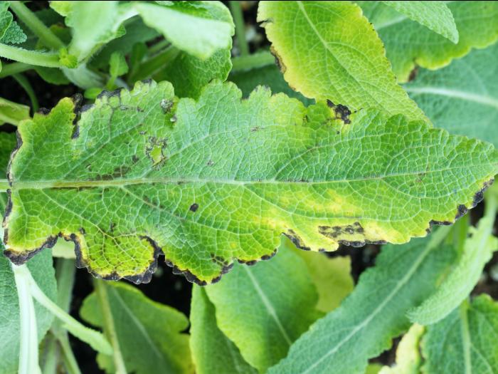 Sauges - Tache bactérienne (Xanthomonas sp.)