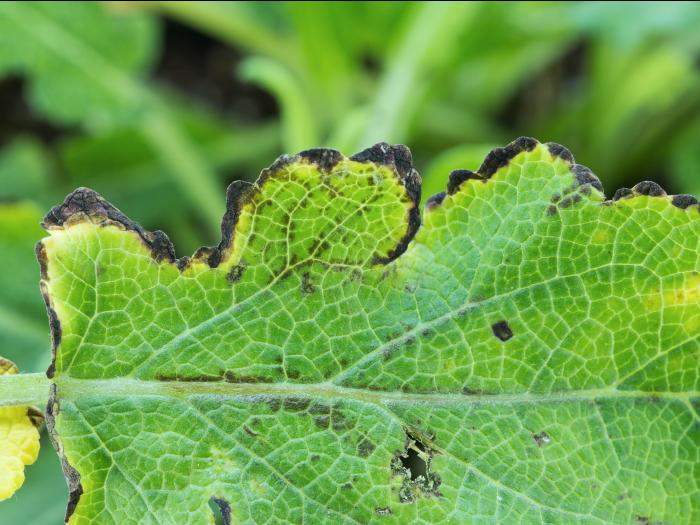 Sauges - Tache bactérienne (Xanthomonas sp.)