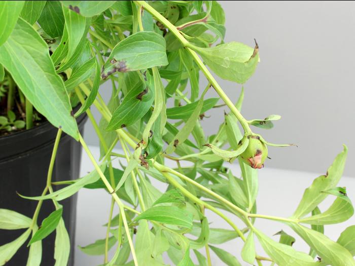 Pivoines - Tache bactérienne (Xanthomonas sp.)