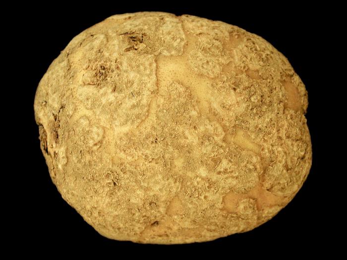 Pomme de terre - Gale commune (Streptomyces scabiei)