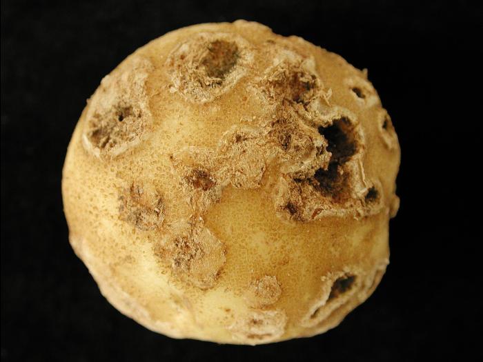 Pomme de terre - Gale commune (Streptomyces scabiei)