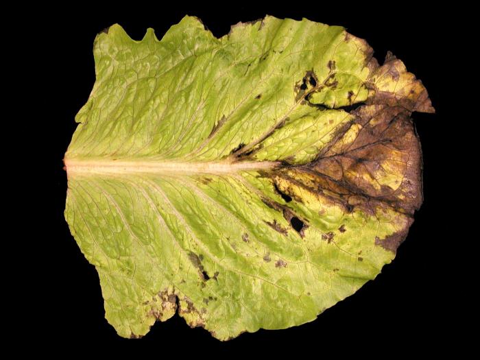 Laitues - Tache bactérienne (Xanthomonas axonopodis pv. vitians)