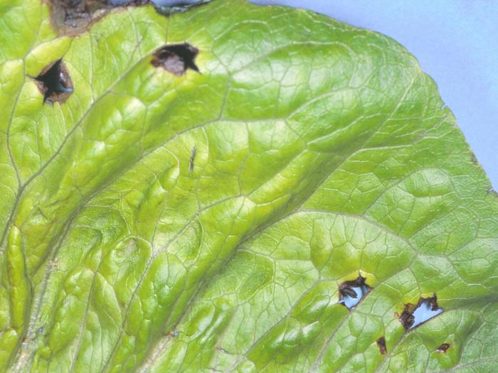 Laitues - Tache bactérienne (Xanthomonas axonopodis pv. vitians)