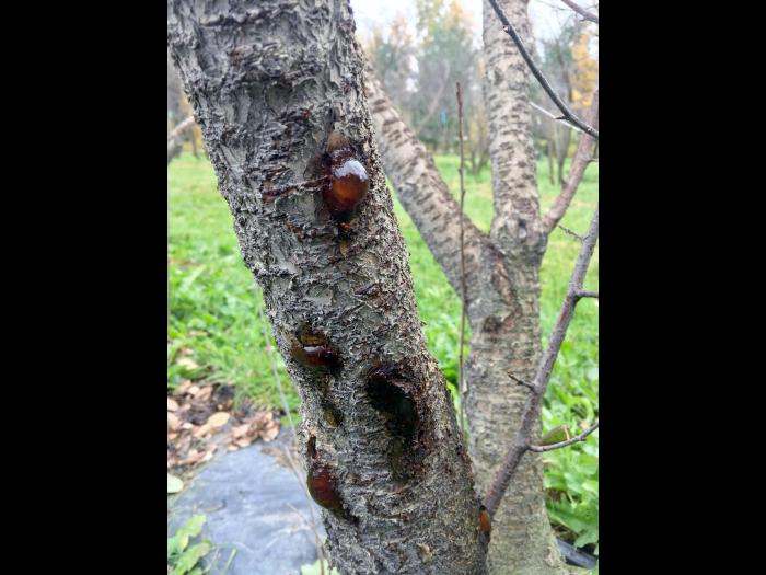 Cerise - Coulure bactérienne (Pseudomonas syringae pv. syringae)