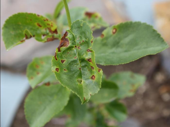 Cerise - Coulure bactérienne (Pseudomonas syringae pv. syringae)