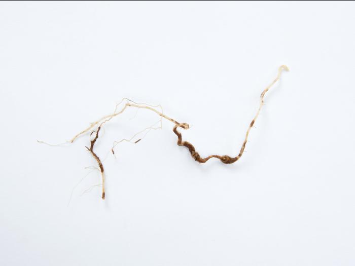 Tomate - Nématode cécidogène du nord (Meloidogyne hapla)