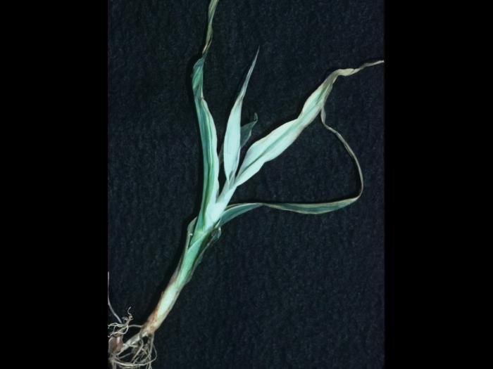 Maïs grain et fourrager - Carence en zinc