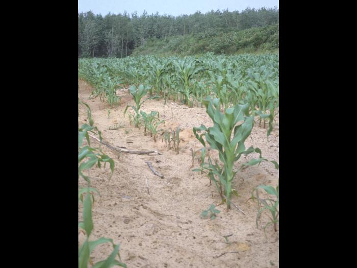 Maïs grain et fourrager - pH bas (acide) et excès/toxicité en aluminium