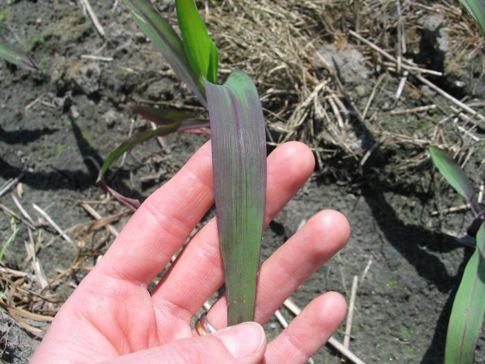 Maïs grain et fourrager - Température basse de l'air (froid)