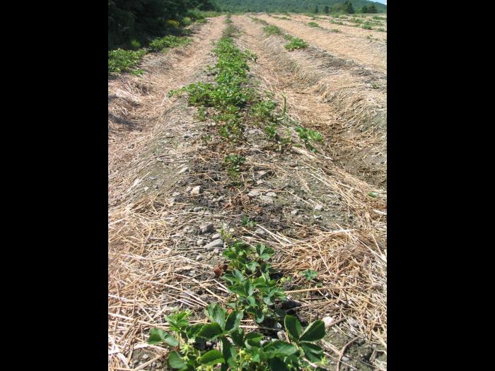 Fraise - Charançon noir de la vigne (Otiorhynchus sulcatus)_1