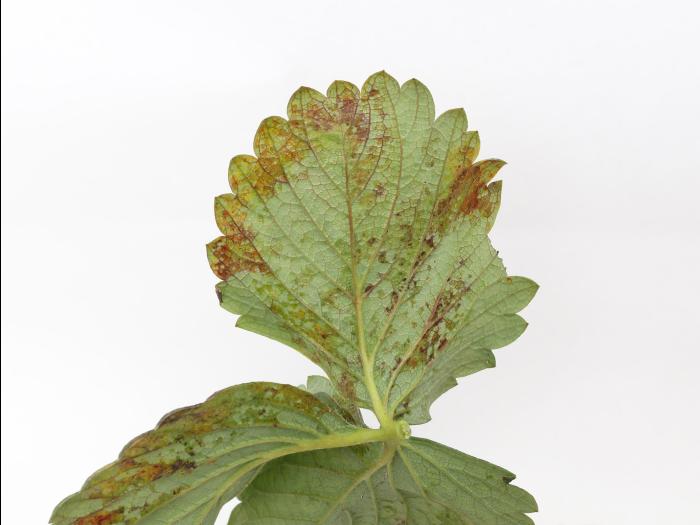 Fraise - Tache angulaire (Xanthomonas fragariae)