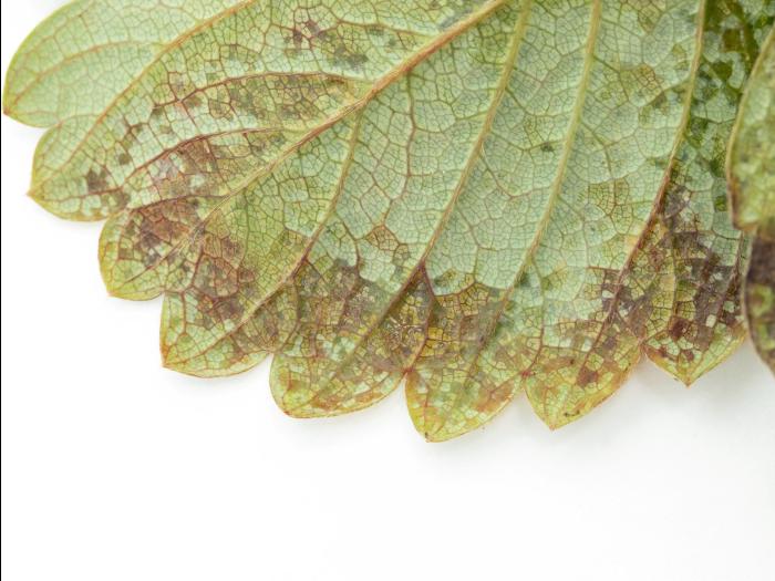 Fraise - Tache angulaire (Xanthomonas fragariae)