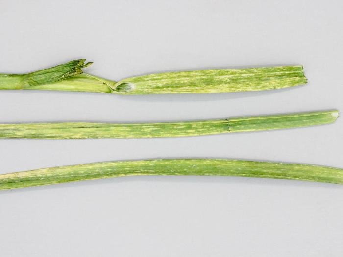 Ail - Tache bactérienne (Pseudomonas syringae)_2