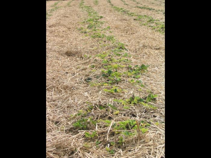 Fraise - glyphosate (9)_6