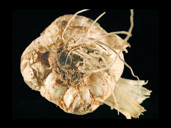 Ail - Nématode des tiges et des bulbes [Ditylenchus dipsaci]