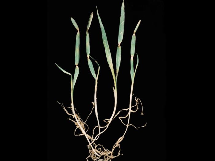 Avoine - Étranglement chlorotique