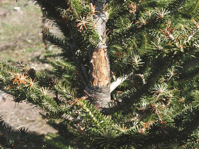 Dommages sur le tronc et les pousses