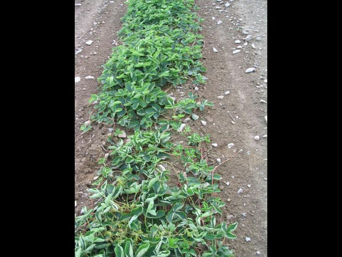 Fraise - clopyralide (4)_6