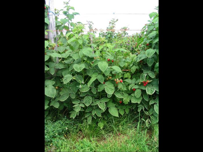 Framboise - clopyralide (4)_6