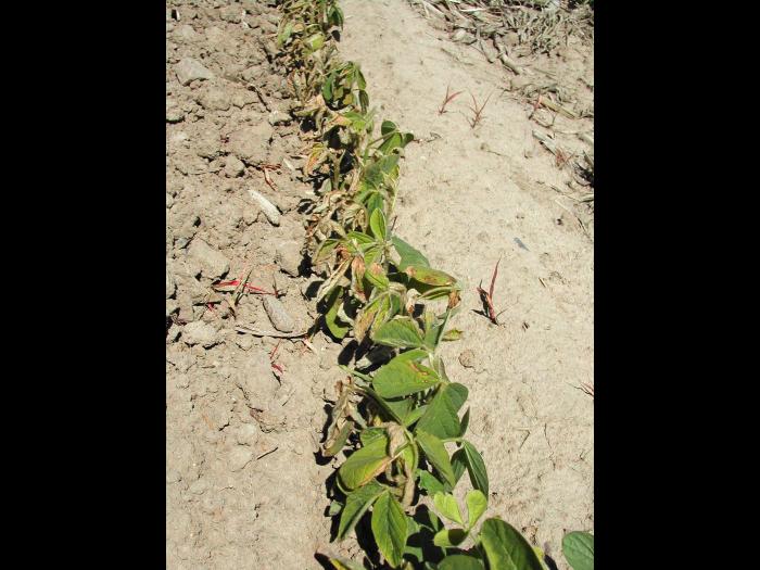 Soya - glyphosate (9)_8