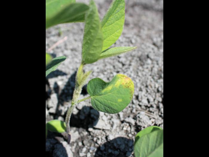 Soya - métribuzine (5)_1