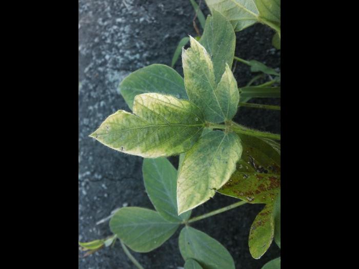 Soya - mésotrione (27)_1