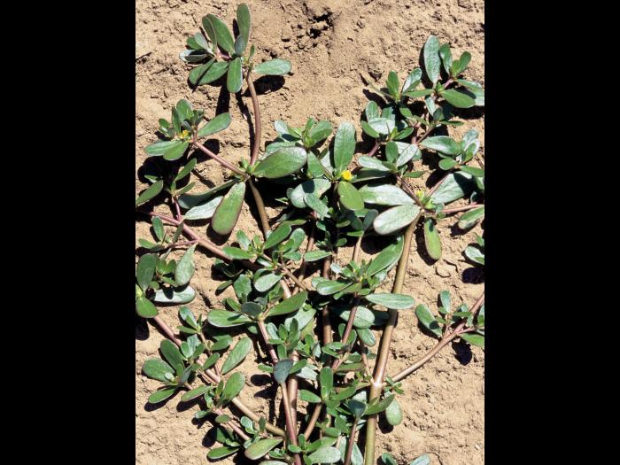 Pourpier potager (Portulaca oleracea)_2