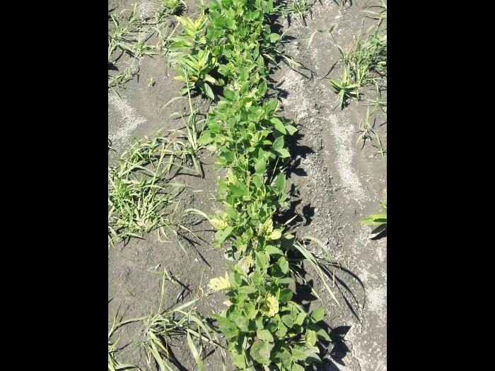 Soya - mésotrione (27)_4