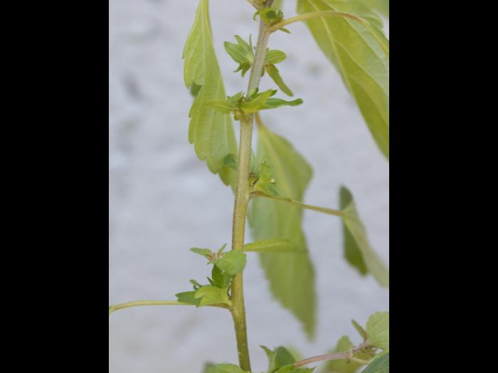 Ricinelle rhomboide (Acalypha rhomboidea)_12