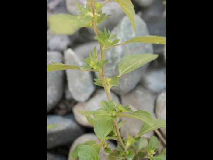 Ricinelle rhomboide (Acalypha rhomboidea)_13