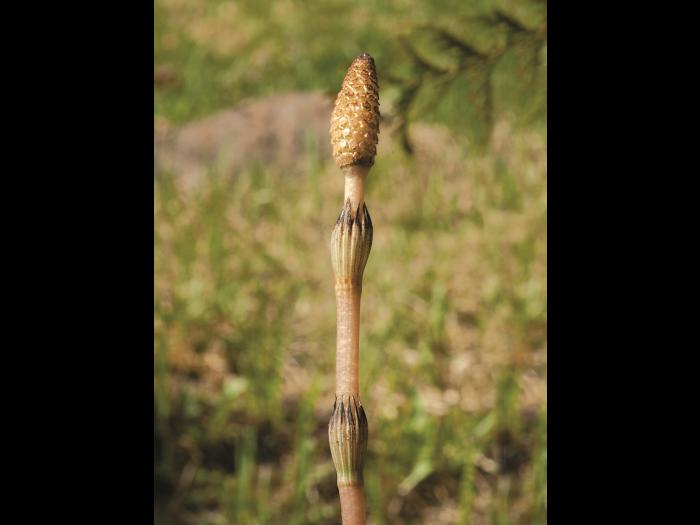 Prêle champs (Equisetum arvense)_3