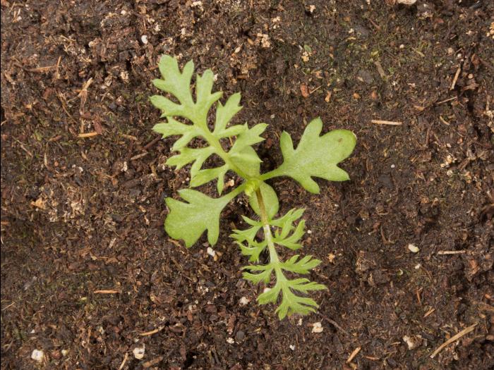 Achillée millefeuille(Achillea millefolium)_19