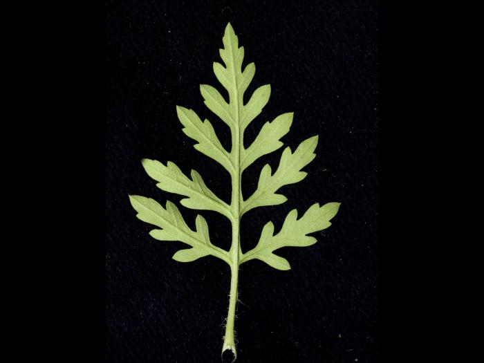 Petite herbe à poux (Ambrosia artemisiifolia)_15