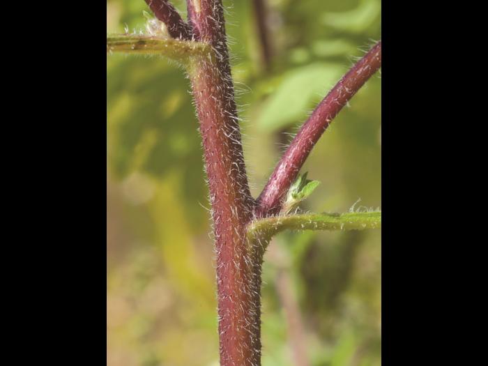 Petite herbe à poux (Ambrosia artemisiifolia)_16