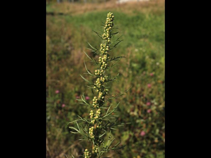 Armoise bisannuelle(Artemisia biennis)_19