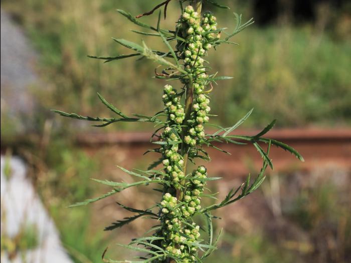 Armoise bisannuelle(Artemisia biennis)_20