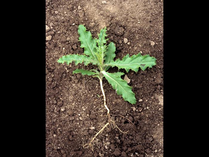 Chardon champs(Cirsium arvense)_1