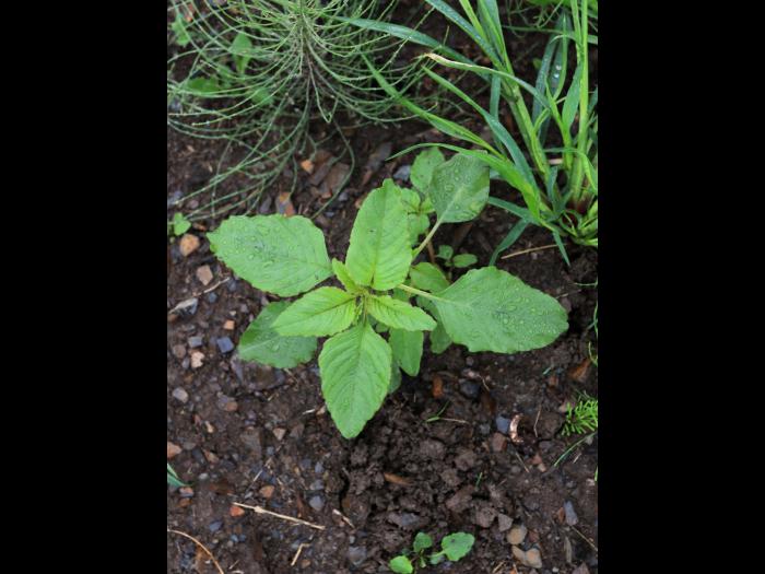 Amarante à racine rouge(Amaranthus retroflexus)_16