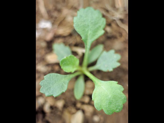 Marguerite blanche (Leucanthemum vulgare)_3
