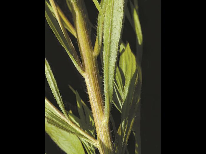 Vergerette du Canada(Erigeron canadensis)_4