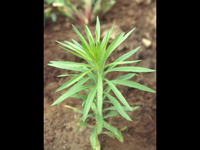 Vergerette du Canada(Erigeron canadensis)_6