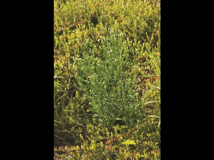 Vergerette du Canada(Erigeron canadensis)_9